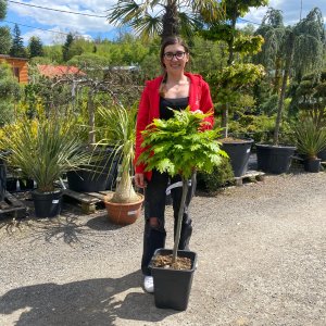 Dub červený (Quercus rubra) ´HAAREN´ - výška 70-90 cm, obvod kmeňa 4/6 cm, kont. C14L 